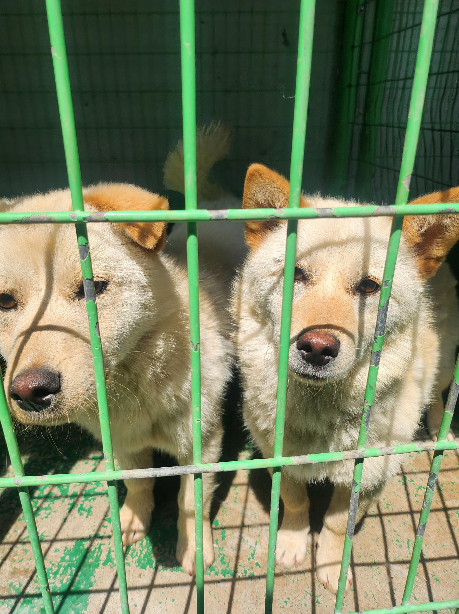 봉화군유기동물보호소_447524202400024